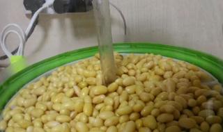 黄豆芽怎么发豆芽的步骤