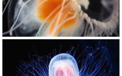永生水母（永生水母真的永生吗）