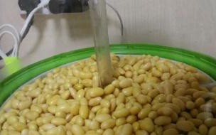 黄豆芽发芽的全过程 黄豆芽怎么发豆芽的步骤