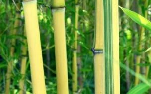 金镶玉桂花是什么品种 金香玉茶叶是什么品种的茶